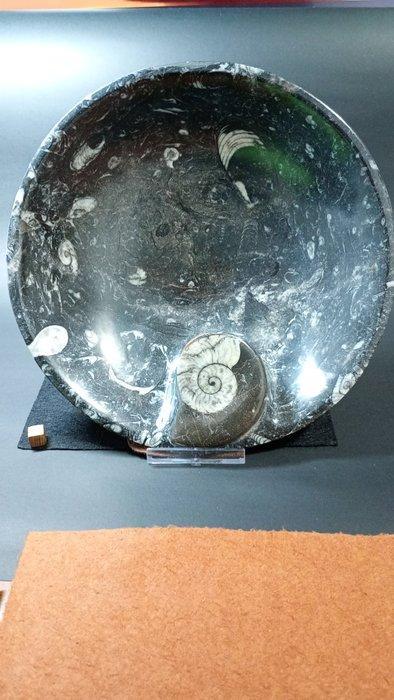 Ammoniet - Fossiele sterfteplaat - Plato Orthoceras y, Verzamelen, Mineralen en Fossielen