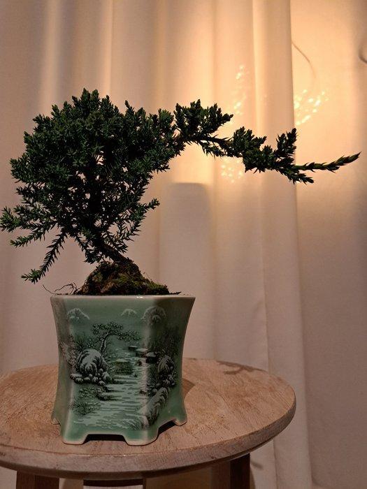 Jeneverbes bonsai (Juniperus) - Hoogte (boom): 16 cm -, Antiek en Kunst, Curiosa en Brocante