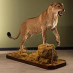 Leeuwin Taxidermie Opgezette Dieren By Max, Collections, Collections Animaux, Opgezet dier, Ophalen of Verzenden