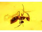 Amber - Barnsteen - Ant - 25 mm - 5 mm