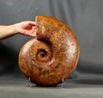 Grote, natuurlijk gekleurde ammoniet - Gefossiliseerd dier -, Verzamelen
