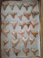 Verzameling van fossielen, tanden van de schuine ovulaire