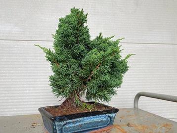 Bonsaï Genévrier (Juniperus) - Hauteur (arbre) : 29 29 -