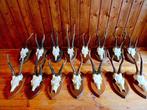 Reebok Taxidermie volledige montage - Capreolus capreolus -, Verzamelen, Dierenverzamelingen, Nieuw