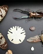 Vlinder Taxidermie volledige montage - Cyclommatus