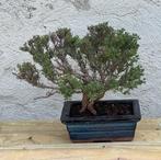 Bonsai Timo - Hoogte (boom): 18 cm - Diepte (boom): 28 cm -