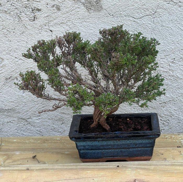 Bonsai Timo - Hoogte (boom): 18 cm - Diepte (boom): 28 cm -, Antiek en Kunst, Curiosa en Brocante