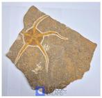 Grote en mooi Ordovicium-ouderdom kraakachtige ster (Ophiura, Verzamelen