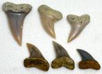 Breedtand witte haai - Fossiele tand - Isurus Planus