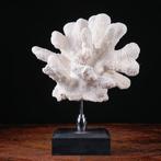 Magnifique Branche de Corail Blanc - Stylophora - Madrepora, Nieuw