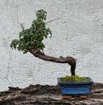 Bonsai Fruticosa Salie van Jeruzalem - Hoogte (boom): 26 cm