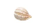 grande escargot harpe  GEM  PIÈCE TOP  super géant RARE, Collections, Collections Animaux