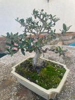 Olijf bonsai (Olea europaea) - Hoogte (boom): 21 cm - Diepte