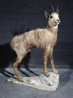 Fine Austrian Chamois full-body standing mount - Taxidermie, Nieuw