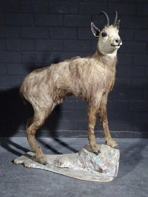 Fine Austrian Chamois full-body standing mount - Taxidermie, Verzamelen, Dierenverzamelingen