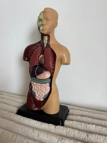 Modèle d’éducation/de démonstration - Plastique - 2000-2010