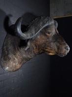 Large Cape Buffalo Taxidermie wandmontage - Syncerus caffer, Verzamelen, Nieuw