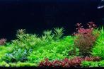 Dutch Style aquascaping  collectie voor 75 cm aquarium, Verzenden