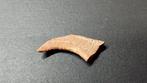 Dinosaurus - Gefossiliseerde klauw - Dromeosaurido - 2.3 cm, Verzamelen