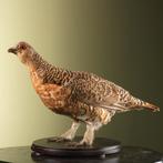 Auerhoen V Taxidermie Opgezette Dieren By Max, Verzamelen, Ophalen of Verzenden, Nieuw, Vogel, Opgezet dier