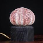 Lamp - Zee-egel Tafellamp - Taxidermie volledige montage -