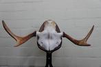 Large Northern Elk/Moose Schedel - Alces alces - 30 cm - 24, Nieuw