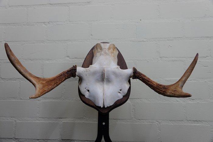 Large Northern Elk/Moose Schedel - Alces alces - 30 cm - 24, Verzamelen, Dierenverzamelingen