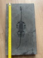 Zeereptiel - Gefossiliseerd dier - Fossil de Keichousaurus -
