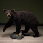 Zwarte Beer Taxidermie Opgezette Dieren By Max, Ophalen of Verzenden, Nieuw, Wild dier, Opgezet dier