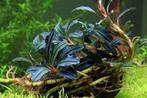 Tropica Bucephalandra Kedagang In Vitro Limited Edition, Animaux & Accessoires, Poissons | Aquariums & Accessoires, Verzenden