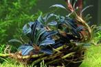 Tropica Bucephalandra Kedagang In Vitro Limited Edition, Dieren en Toebehoren, Vissen | Aquaria en Toebehoren, Verzenden, Nieuw