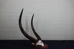 Waterbok Schedel - Kobus ellipsiprymnus defassa - 62 cm - 48, Verzamelen, Nieuw