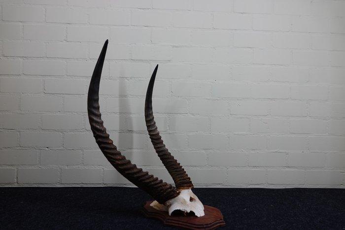 Waterbok Schedel - Kobus ellipsiprymnus defassa - 62 cm - 48, Verzamelen, Dierenverzamelingen