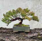 Jeneverbes bonsai (Juniperus) - Hoogte (boom): 17 cm -