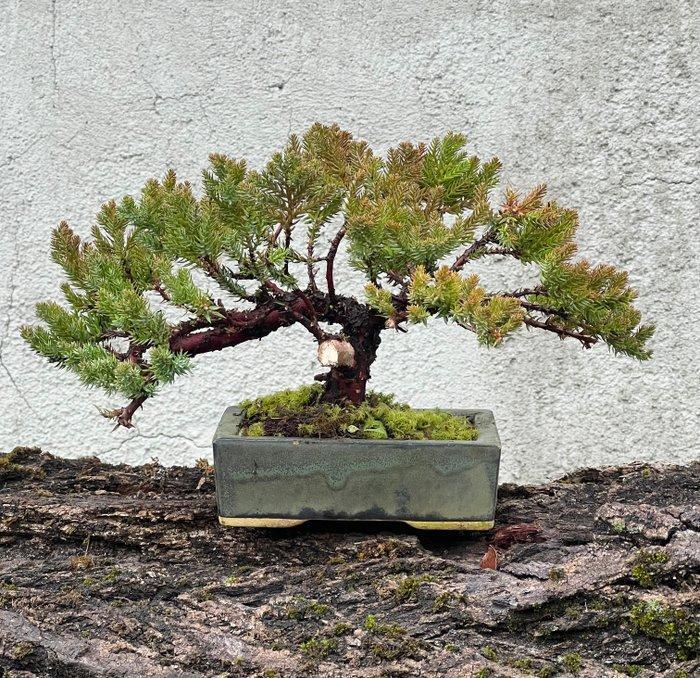 Jeneverbes bonsai (Juniperus) - Hoogte (boom): 17 cm -, Antiquités & Art, Curiosités & Brocante