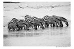 Arnold Mariashin - Animals 101 - XL - no reserve