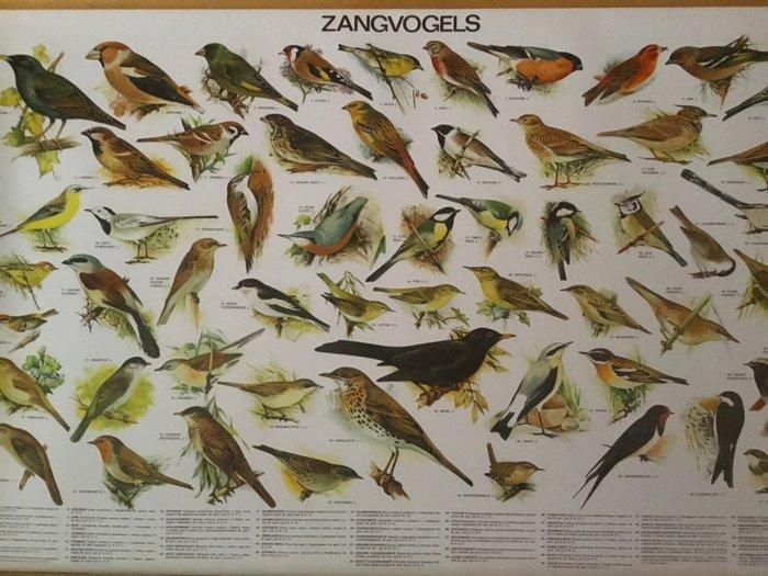 Slijper - Schoolplaat poster zangvogels - Jaren 2000, Antiquités & Art, Curiosités & Brocante