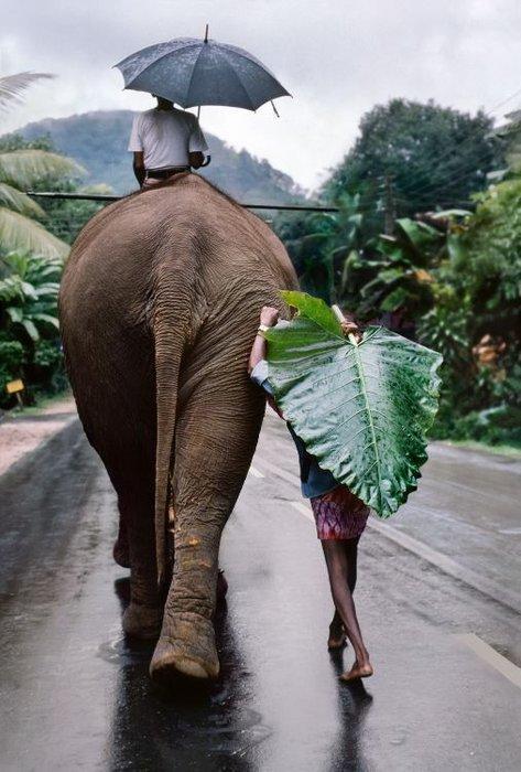 Steve McCurry (1950) - Young Man Walks Behind an Elephant,, Antiek en Kunst, Kunst | Schilderijen | Modern