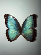 Vlinder Taxidermie wandmontage - Morpho Helenor Narcissus, Antiek en Kunst