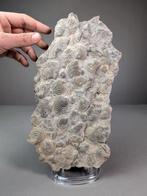 Devonische brachiopoden-schelpenlaag - Fossiele matrix -