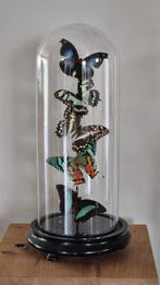 Papillon Support de corps entier pour taxidermie - Mix