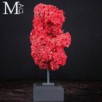 Rode Madrepora-koraal - Natuurlijke formatie op decoratieve, Verzamelen