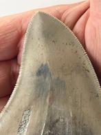 Megalodon tand 9,1 cm - Fossiele tand - Carcharocles, Verzamelen, Nieuw