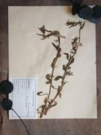 Herbiers Anciens - Diorama 10 planches dherbier anciens -