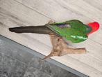 Australische -koningsparkiet Taxidermie volledige montage -, Nieuw