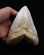 Megalodon - Fossiele tand - Enorme Megalodon - 15.3 cm