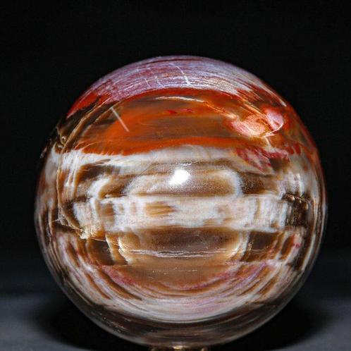 Bol van gepolijst fossiel hout - Collectie van topkwaliteit, Verzamelen, Mineralen en Fossielen