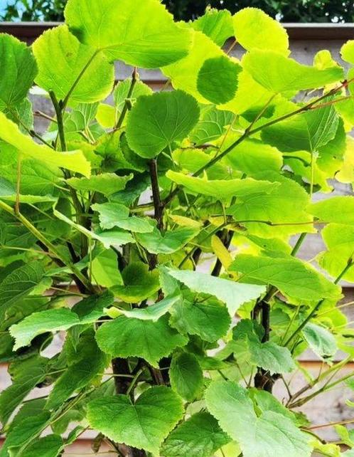 tilia cordata bonsai (winterlinde/ kleinbladige linde) -, Antiek en Kunst, Curiosa en Brocante