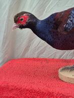 Hume fazant Taxidermie volledige montage - Syrmaticus humiae, Verzamelen, Nieuw