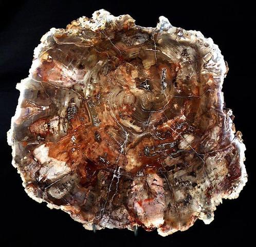 Bois pétrifié / Tranche - Hauteur : 29 cm - Largeur : 28.5, Collections, Minéraux & Fossiles